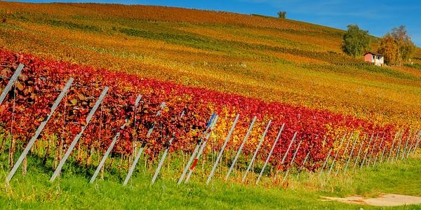 vigneti assorbono co2 riducono effetto serra