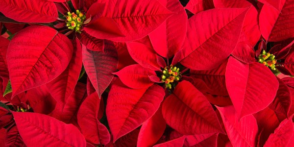 stella di natale tossica