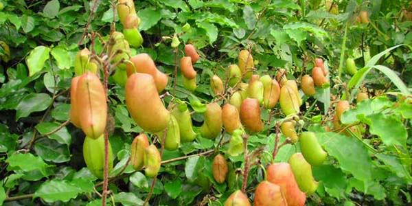 mal amore cura griffonia