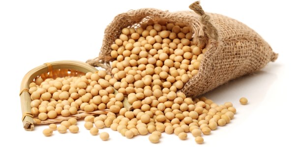 Soia, per gli uomini un aiuto contro il cancro