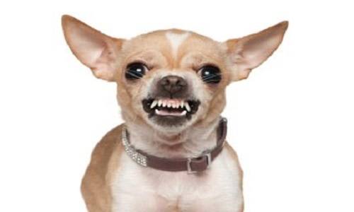 cane aggressivo, tutto quello che non dovete mai fare se avete un cane