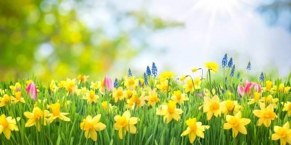 piante in casa avvelenamento