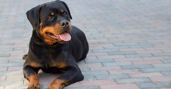 rottweiler