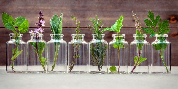 piante del benessere