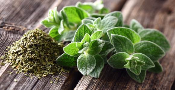 origano