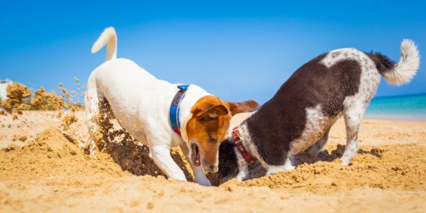 caldo estivo regole proteggere salute animali