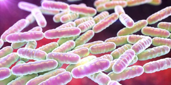 lactobacillus reuteri