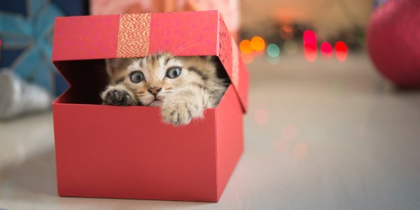 natale regalo cuccioli