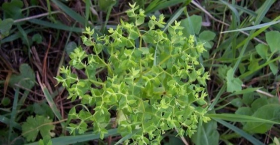 euphorbia peplus