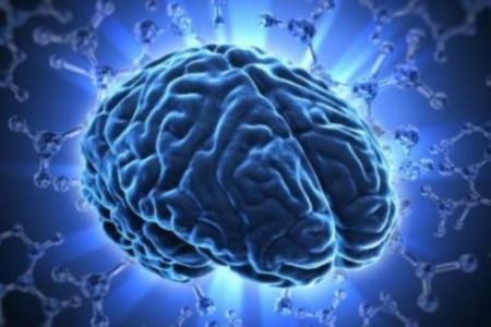 ricerca italiana sullo sviluppo del cervello