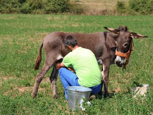 latte d'asina ricco di omega-3 e calcio