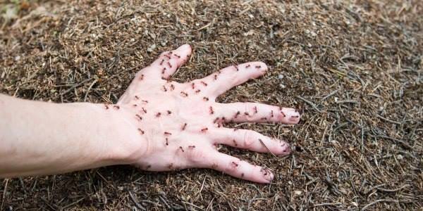Formiche rosse puntura di formiche rosse