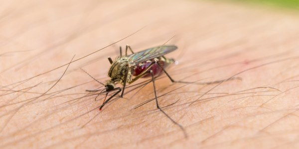 Zanzara puntura di zanzara