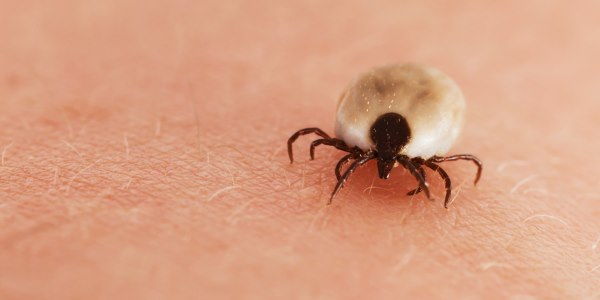 Zecca puntura di zecca