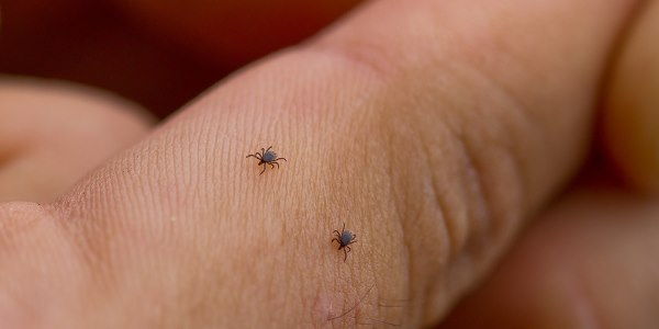 Ctenocephalides o pulce del cane puntura pulce