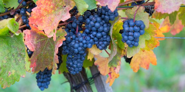 stagione proprieta uva