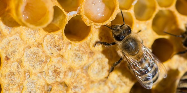 proprieta pappa reale