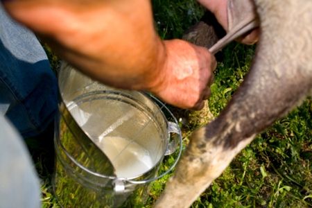 bollitura-latte-crudo