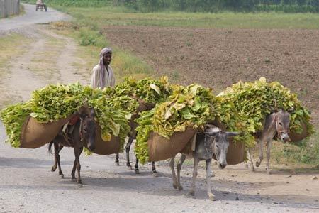 obacco farmer, North West Frontier Province, Pakistan (2009) - Fonte: WHO/Jan Brouwet