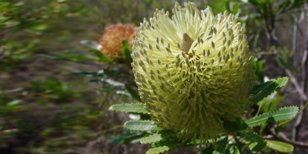 banksia robur fiore spossatezza autunno