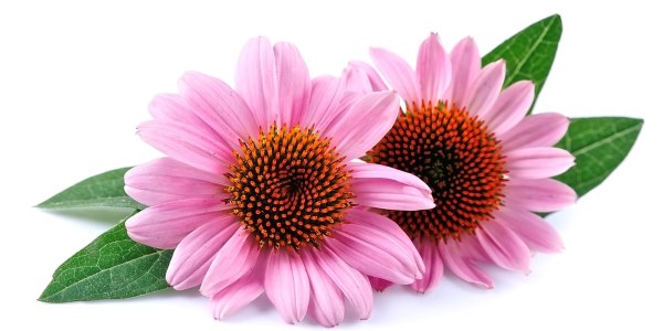 echinacea raffreddore