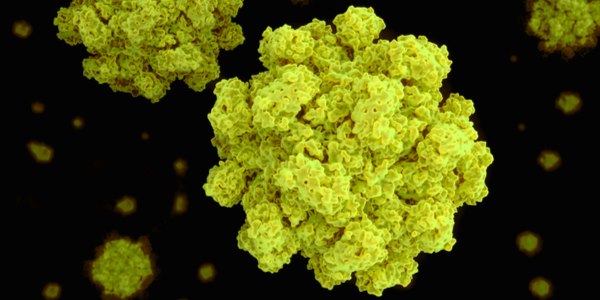 norovirus