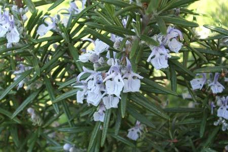 Rosmarino fiori