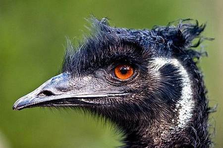 emu - fonte foto: summagallicana.it