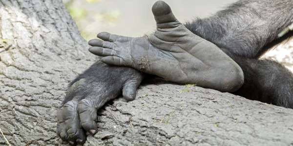 piedi prensili scimmie
