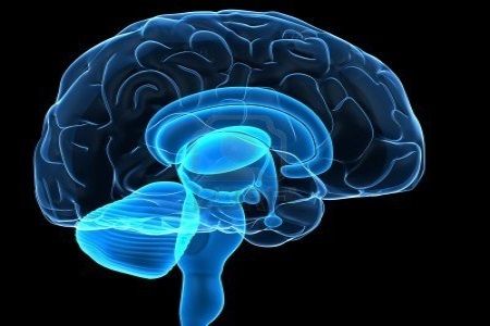 cervello-umano-trasparente