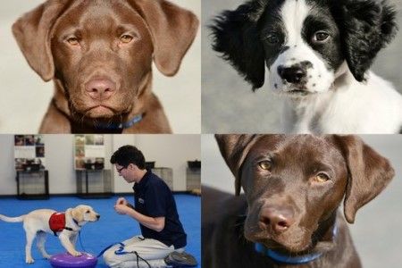 cani vs cancro ovaie