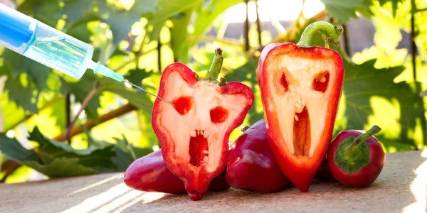 alimenti geneticamente modificati