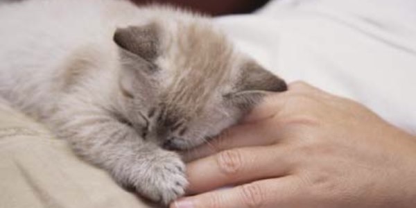 quando smettere far soffrire gatto