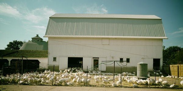 allevamento tacchini