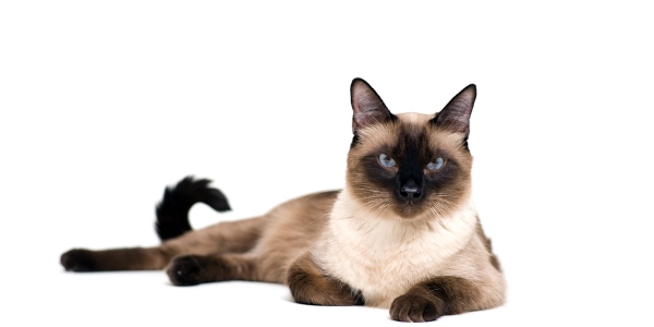 gatto siamese 2