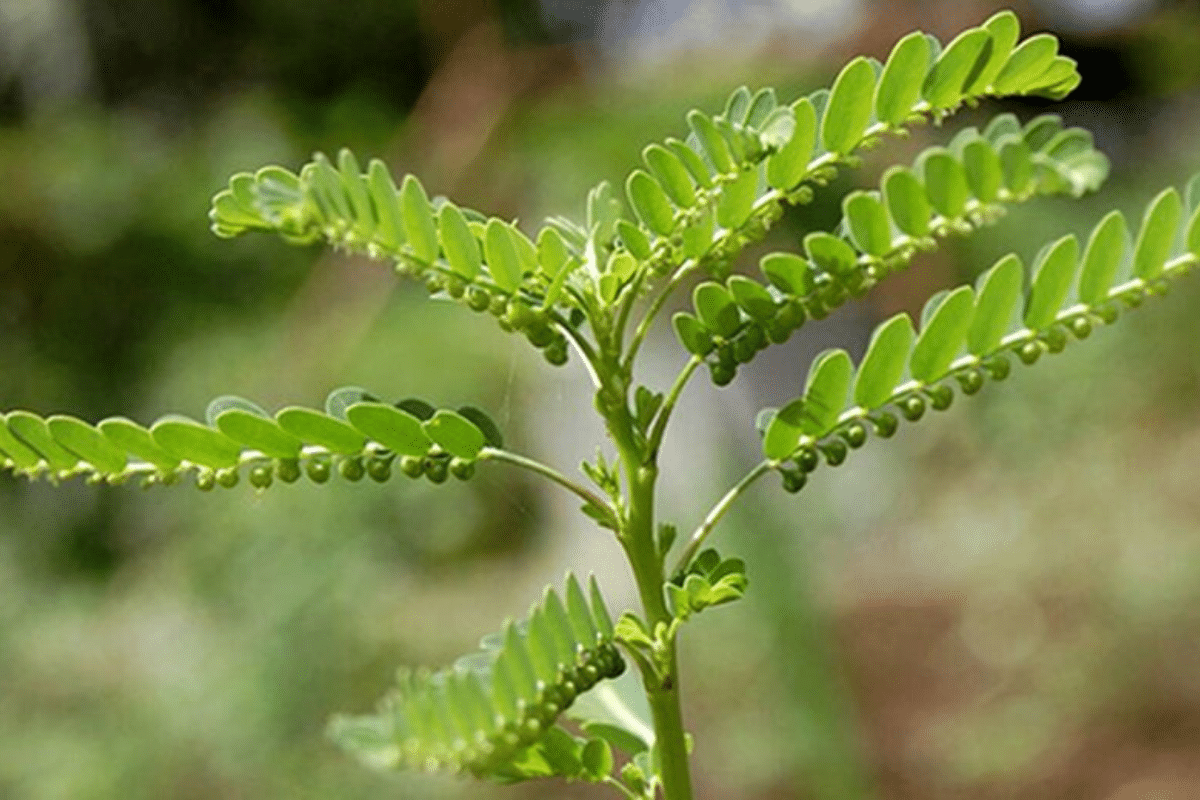 fillanto spaccapietre