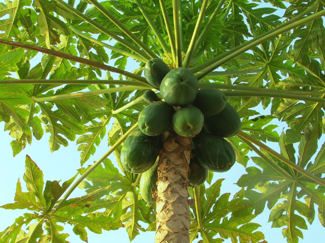 papaya